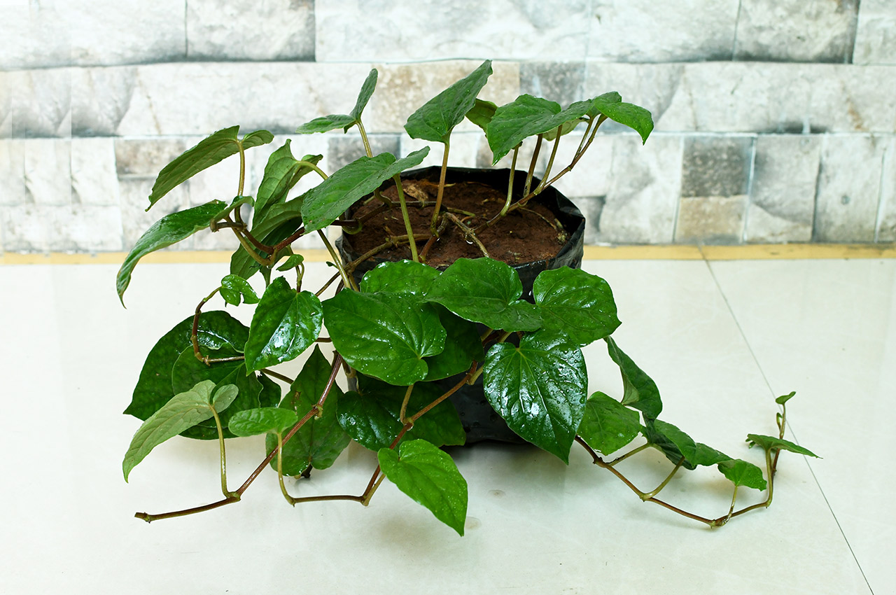 5 tips to know for growing Betel leaf plant
